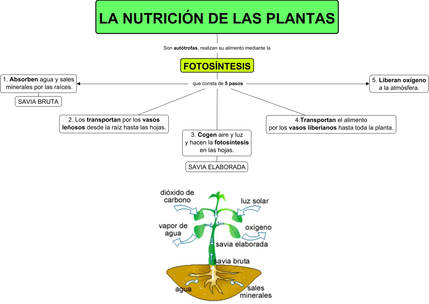 La NutriciÓn De Las Plantas 7462